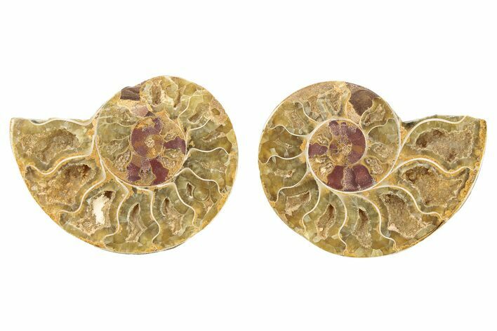 Cut & Polished Agatized Ammonite Fossil - Jurassic #131688